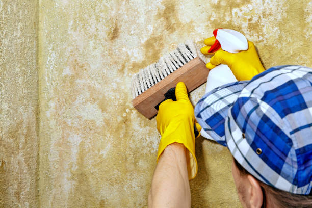 Professional Mold Removal in Grove City, FL