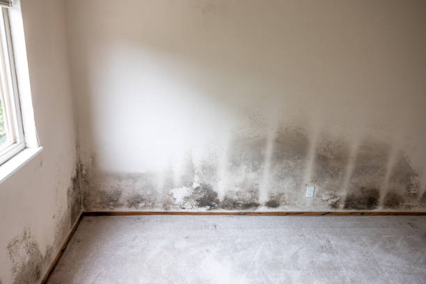 Best Attic Mold Removal  in Grove City, FL