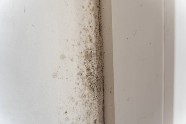 Best Mold Documentation for Insurance Claims  in Grove City, FL