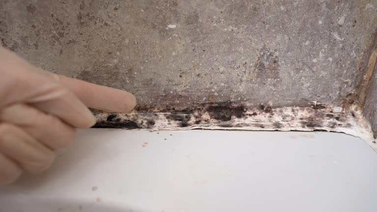 Mold Remediation for Vacation Homes in Grove City, FL