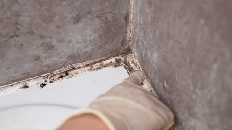 Best Post-Remediation Verification Testing  in Grove City, FL